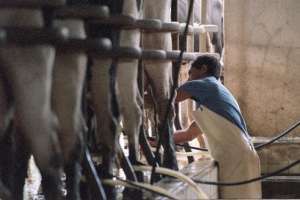 Medina: la lechería sigue siendo el sector productivo más complicado