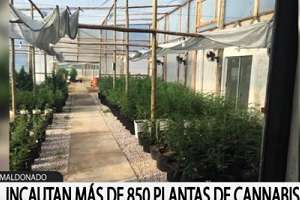 Incautaron 850 plantas de cannabis: 8 detenidos y todos fueron liberados
