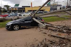 IDM indemniza a la dueña del auto al que le cayó un árbol encima en Avenida Roosevelt