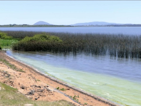 Monitorean cianobacterias en Laguna del Sauce: directora de Ambiente recomendó no acercarse