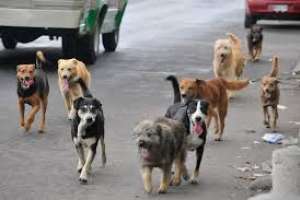Acción contra los perros sueltos: IDM estima que hay “un debe” a nivel nacional