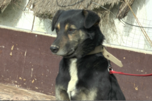 Móvil de castraciones caninas visitará Los Olivos y Las Cooperativas