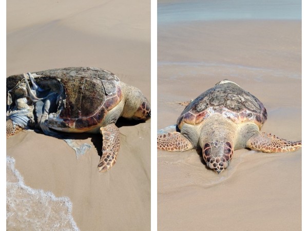 aparición,tortugas,marinas,muertas,costas