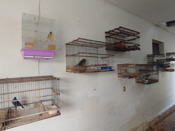 Allanaron dos viviendas para rescatar a 55 aves autóctonas y liberarlas en áreas protegidas de Maldonado y Lavalleja
