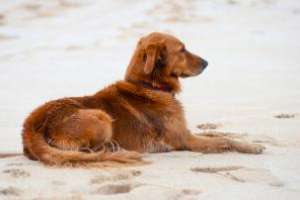 Reclaman respetar las playas habilitadas para mascotas