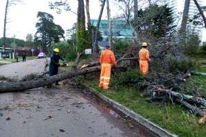 Cuadrillas se desplegaron ante la caída de árboles en vía pública