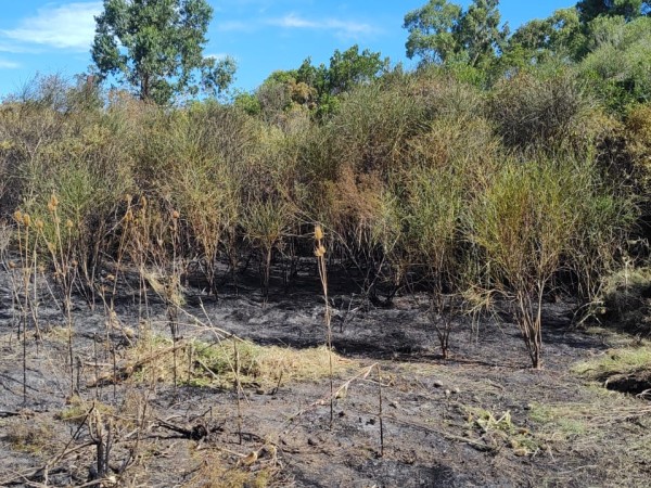 Incendio, Pan de Azúcar, hectáreas