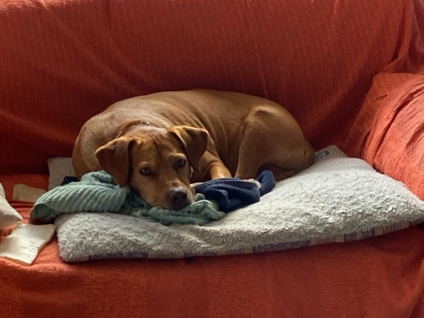 rolo, perro salvó familia, incendio, maldonado