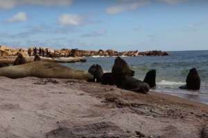 Autoridades no pudieron concurrir a la Isla de Lobos porque la DINARA pidió PCR negativos