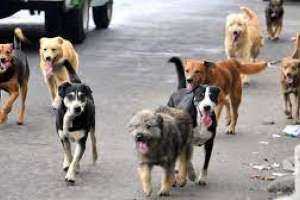Edil Garateguy: preocupan perros sueltos en Piriápolis