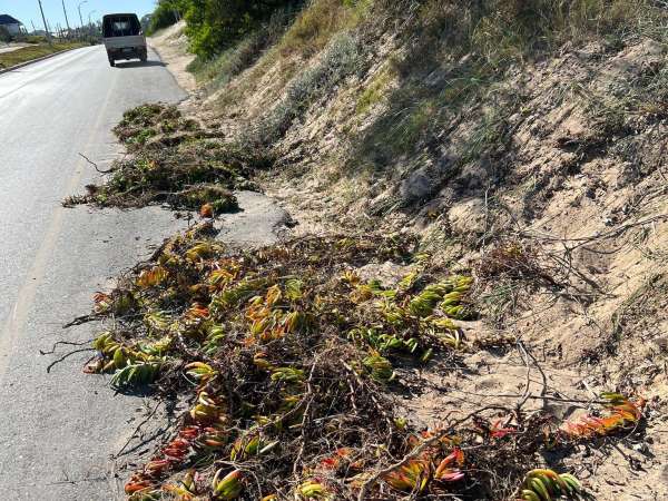 Intendencia de Maldonado presentó denuncia por daño ambiental en dunas de playa San Francisco