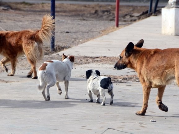 INBA, perros sueltos, intendencia