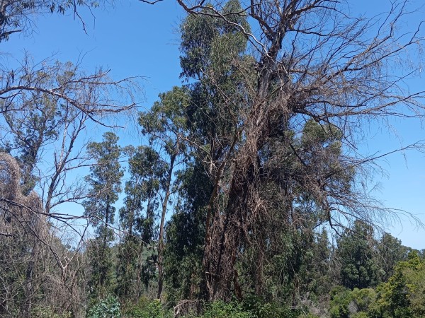 Continúan los reclamos por árboles con riesgo de caída, tras fatídico episodio en el que una mujer murió aplastada por un árbol
