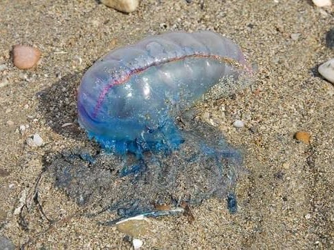 Intendencia de Maldonado exhorta a tener precaución ante aparición de fragata portuguesa en costas de Piriápolis y Punta del Este