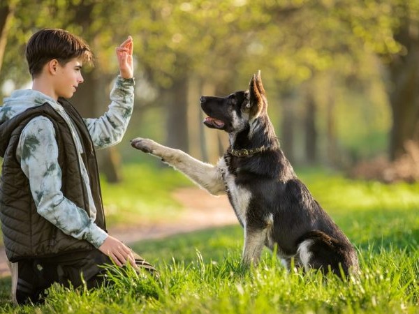 adiestrador, perros, animal, dueños,