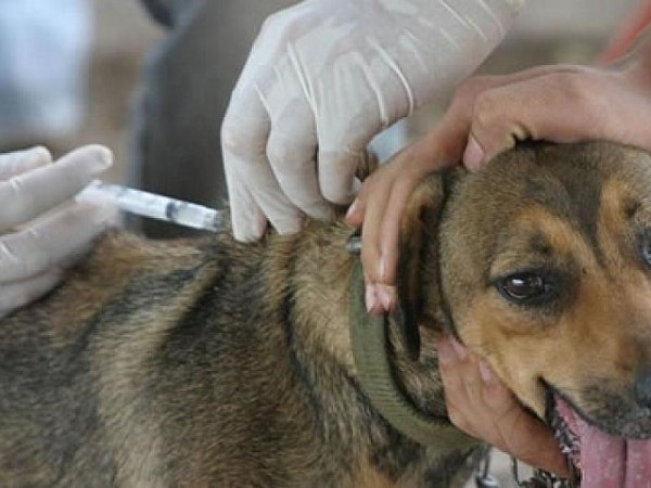 Jornada de vacunación antirrábica gratuita para perros y gatos