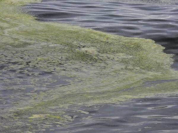 Ministerio de Ambiente alertó por floración de cianobacterias en Laguna Garzón