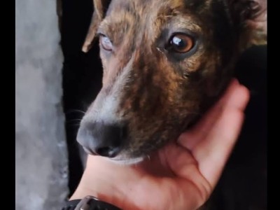 Protectora de animales: Un grupo de voluntarios que atiende a 150 perros y más de 50 gatos pide colaboración