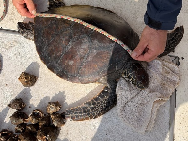 Rescataron dos tortugas marinas en Punta del Este y fueron liberadas tras recibir asistencia