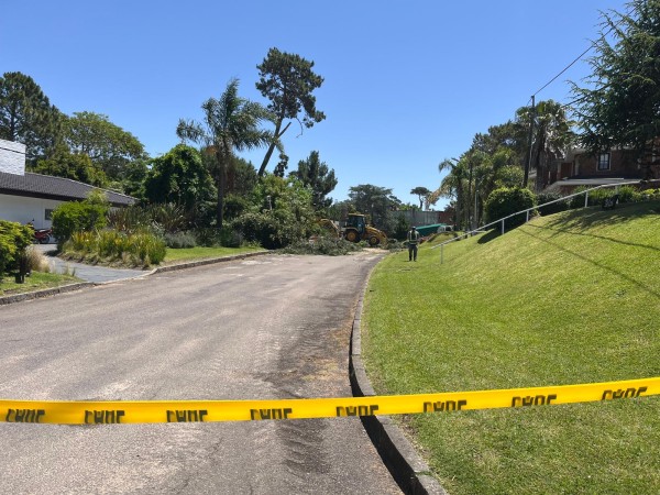 Cayó pesado árbol que arrastró columnas de UTE; no hubo personas afectadas