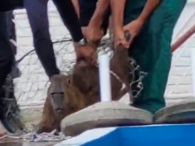 carpincho,piscina,PuntadelEste