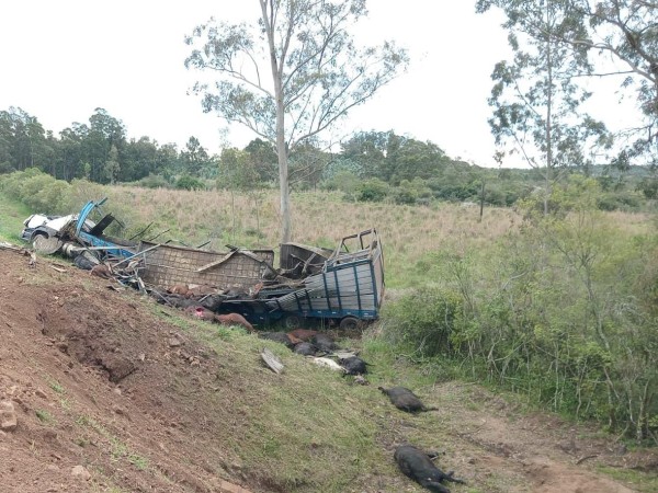 vuelco, camion, rocha, ganado