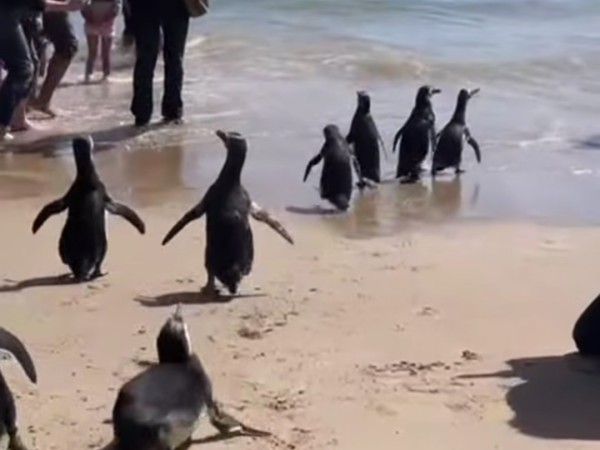 Liberaron pingüinos en Punta del Este y abrieron debate en redes sociales
