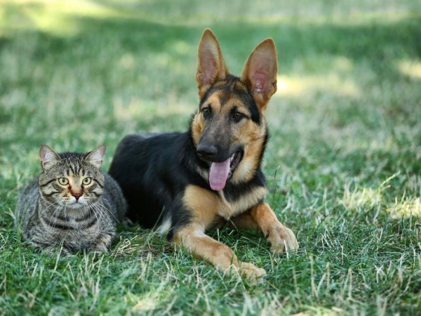 Intendencia difundió el calendario de castraciones gratuitas de perros y gatos para julio