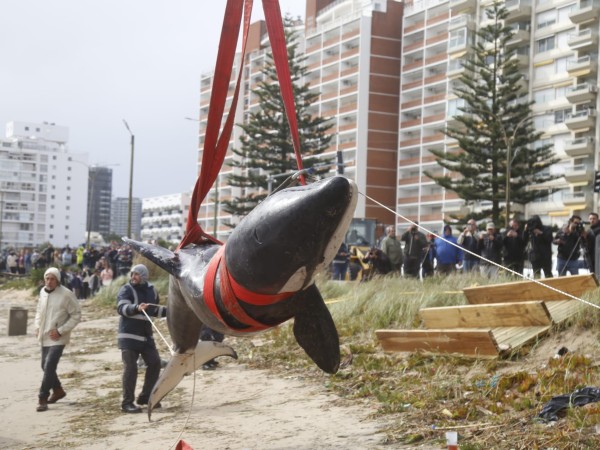 “Había dos caminos, esperar que la muerte se produjera o ayudar al animal”, dijo veterinaria sobre eutanasia de orca
